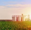 Passage of the 2018 Farm Bill: America’s Amber Waves of Grain Turn Green. What Does It Mean For CBD Oil Products and Advertising?